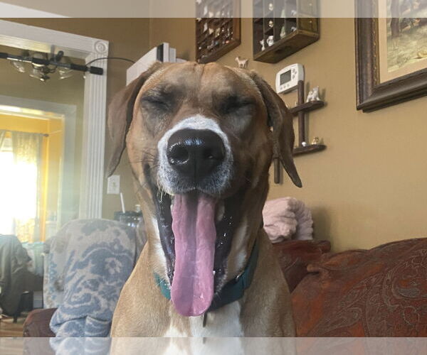 Medium Photo #14 Bloodhound Puppy For Sale in Westminster, MD, USA