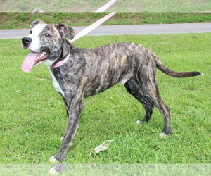 Mountain Cur-Unknown Mix Dogs for adoption in Prattville, AL, USA