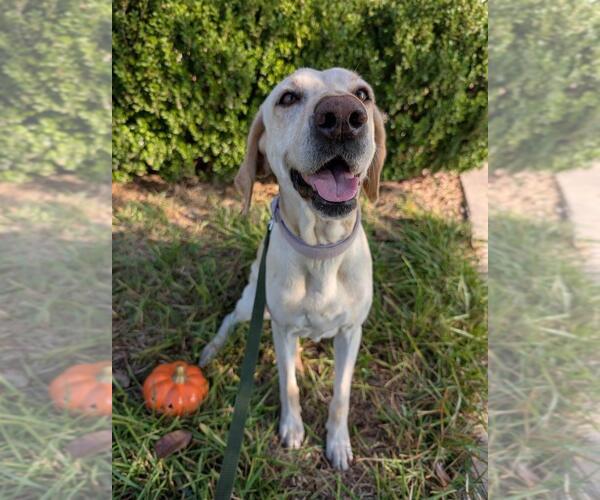 Medium Photo #6 Labrador Retriever Puppy For Sale in Fort Worth, TX, USA