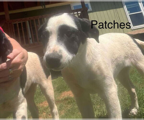 Medium Photo #4 Mutt Puppy For Sale in NEWPORT NH, NH, USA