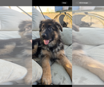 Small #7 German Shepherd Dog