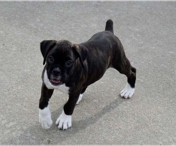 Medium Photo #20 Boxer Puppy For Sale in CHILHOWEE, MO, USA