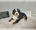 Small Photo #20 Bernedoodle Puppy For Sale in COLORADO SPRINGS, CO, USA