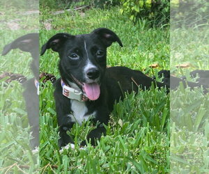 Chihuahua-Unknown Mix Dogs for adoption in Virginia Beach, VA, USA