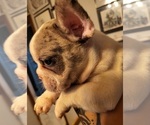 Small Photo #2 French Bulldog Puppy For Sale in RENSSELAER, NY, USA