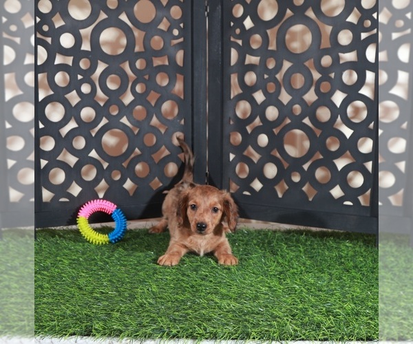 Medium Photo #2 Dachshund Puppy For Sale in MOUNT VERNON, OH, USA