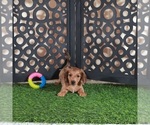 Small #1 Dachshund