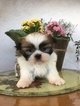 Small Photo #1 Shih Tzu Puppy For Sale in LOS ANGELES, CA, USA