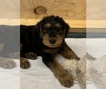 Small Photo #1 Airedale Terrier Puppy For Sale in HAMPTON, VA, USA