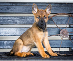 Puppy Harriet Malinois