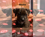 Puppy Mocha American Bully-Boxer Mix