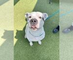 Small #1 American Pit Bull Terrier Mix