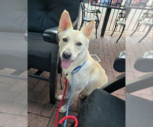 Medium Siberian Husky-white german shepherd Mix