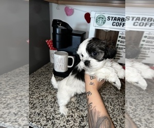 Shih Tzu Puppy for sale in LOS LUNAS, NM, USA