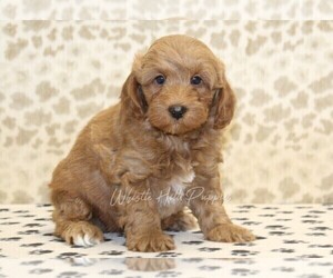 Miniature Bernedoodle Puppy for sale in DENVER, PA, USA