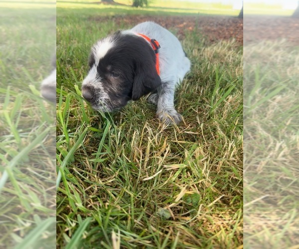 Medium Photo #1 German Wirehaired Pointer Puppy For Sale in ALBANY, OR, USA