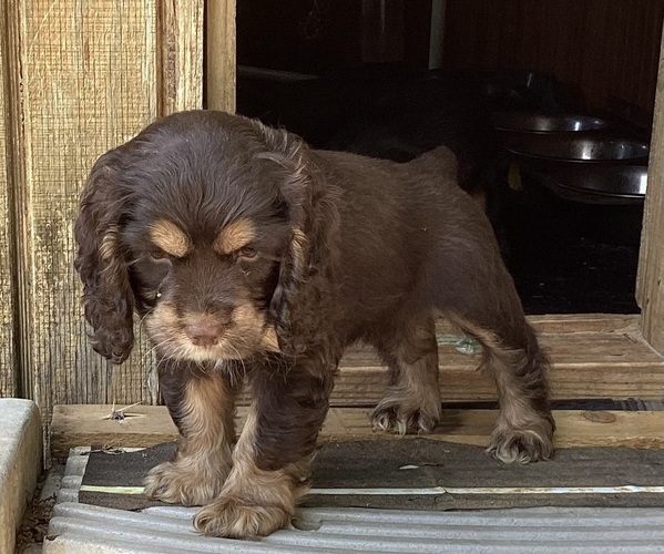 Medium Photo #1 Cocker Spaniel Puppy For Sale in CADDO, OK, USA