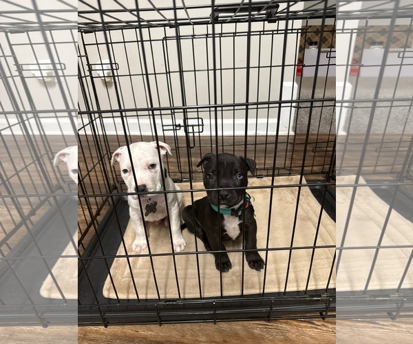 Medium Photo #4 Mutt Puppy For Sale in Holly Springs, NC, USA