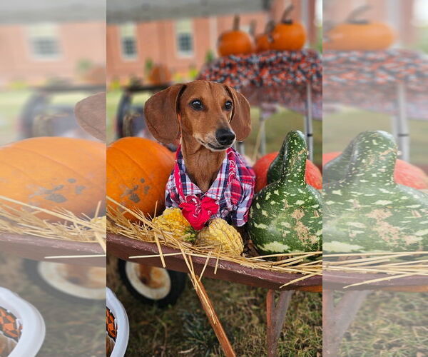 Medium Photo #1 Dachshund Puppy For Sale in Fruitland, SC, USA