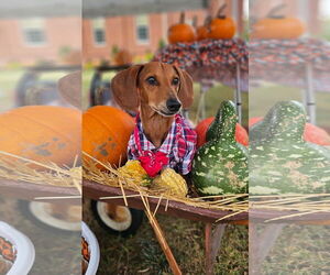 Dachshund Dogs for adoption in Fruitland, SC, USA