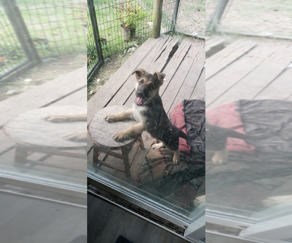 Medium Photo #4 German Shepherd Dog Puppy For Sale in BRASHEAR, TX, USA