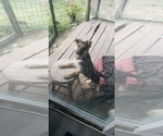 Small Photo #4 German Shepherd Dog Puppy For Sale in BRASHEAR, TX, USA