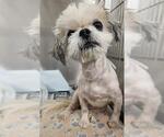 Small Maltese