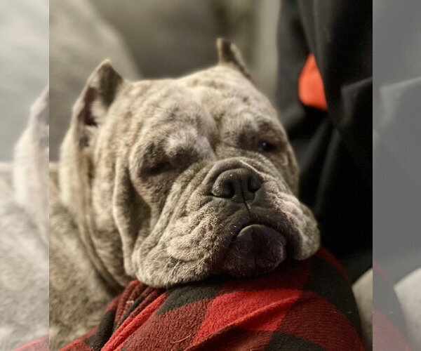 Medium Photo #2 Olde Bulldog Puppy For Sale in Millsboro, DE, USA