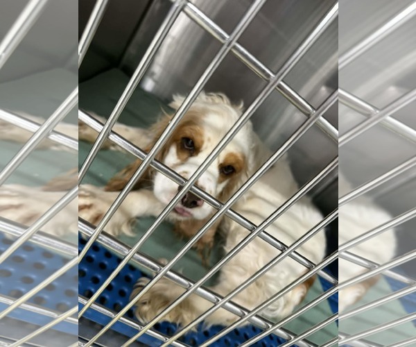 Medium Photo #3 Cocker Spaniel Puppy For Sale in Royal Palm Beach, FL, USA