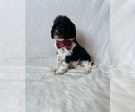 Small Photo #2 Goldendoodle Puppy For Sale in CHESNEE, SC, USA