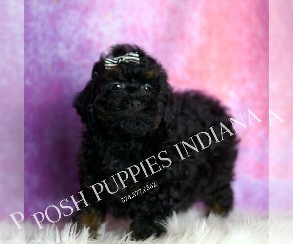 Medium Photo #5 Poodle (Toy) Puppy For Sale in WARSAW, IN, USA