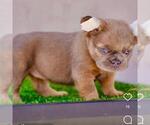 Small #9 French Bulldog