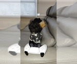 Small #3 Poodle (Toy)-Shih-Poo Mix