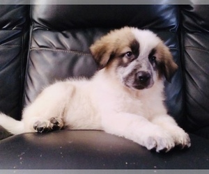 King Shepherd Puppy for sale in YUCCA VALLEY, CA, USA