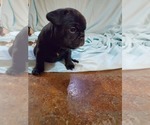 Small Photo #28 French Bulldog Puppy For Sale in MINNEAPOLIS, MN, USA
