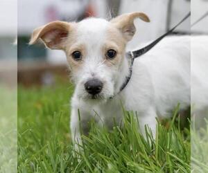 Poodle (Miniature)-Unknown Mix Dogs for adoption in San Diego, CA, USA