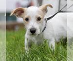 Noodle Pup - Tortellini - Adopted! - Male Poodle (Miniature)-Unknown Mix Dog for Adoption - Small photo