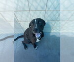 Small Photo #2 American Pit Bull Terrier-Unknown Mix Puppy For Sale in Corpus Christi, TX, USA