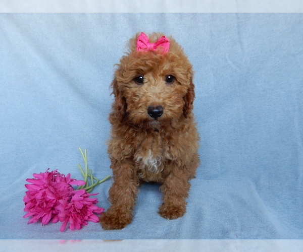 Medium Photo #5 Goldendoodle (Miniature) Puppy For Sale in MILLERSBURG, OH, USA