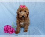 Small #4 Goldendoodle (Miniature)