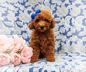 Poodle (Miniature) Puppy for sale in OXFORD, PA, USA