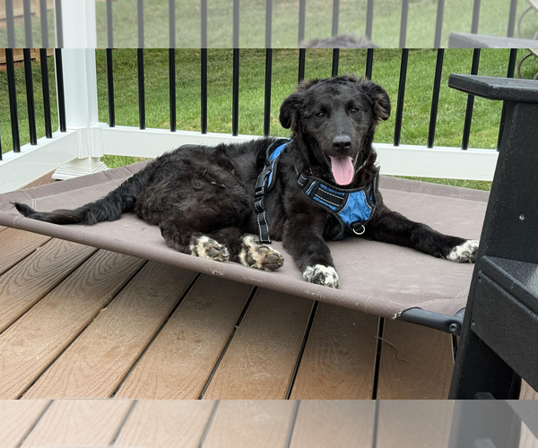 Medium Photo #3 Mutt Puppy For Sale in Rockville, MD, USA
