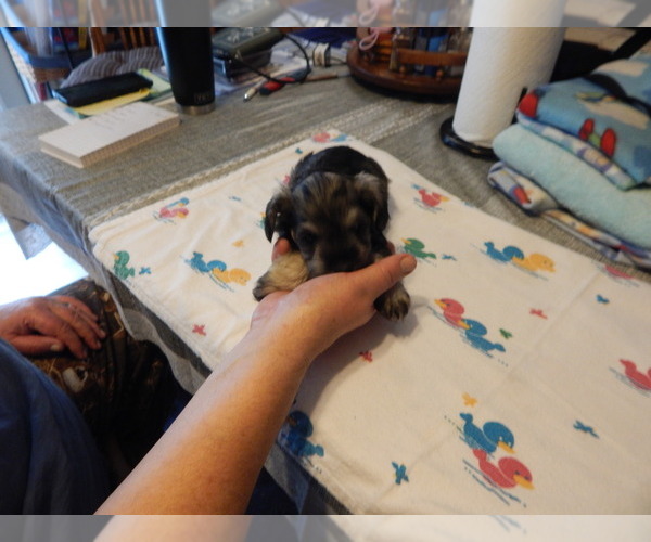 Medium Photo #3 Schnauzer (Miniature) Puppy For Sale in ROCKINGHAM, NC, USA