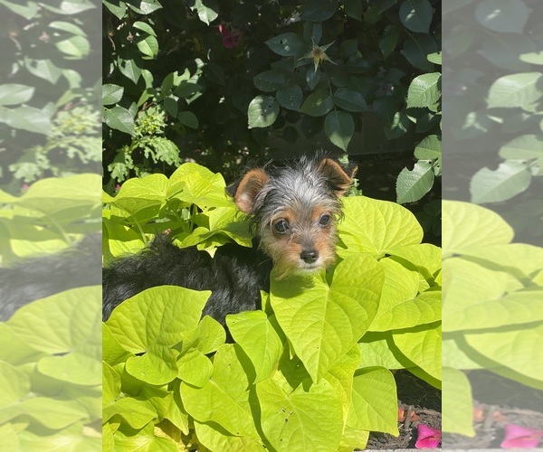 Medium Photo #5 Yorkshire Terrier Puppy For Sale in CANOGA, NY, USA