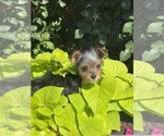 Small #4 Yorkshire Terrier