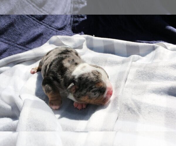 Medium Photo #3 English Bulldog Puppy For Sale in LONG BOAT KEY, FL, USA