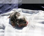 Small Photo #3 English Bulldog Puppy For Sale in LONG BOAT KEY, FL, USA