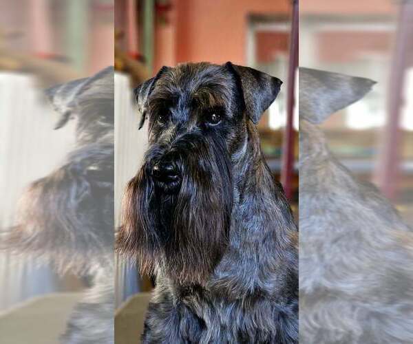 Medium Photo #1 Schnauzer (Miniature) Puppy For Sale in Hatvan, Heves, Hungary