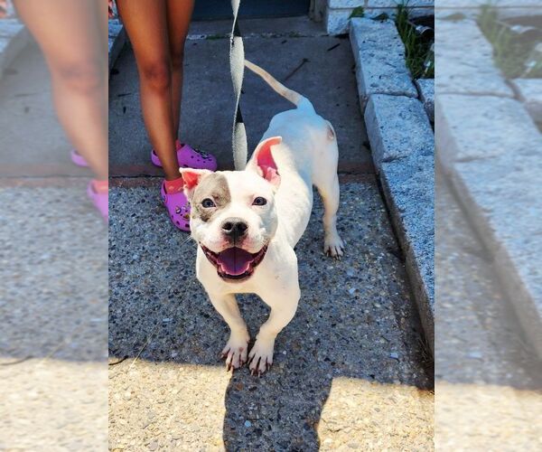 Medium Photo #1 American Staffordshire Terrier-Unknown Mix Puppy For Sale in Perth Amboy, NJ, USA