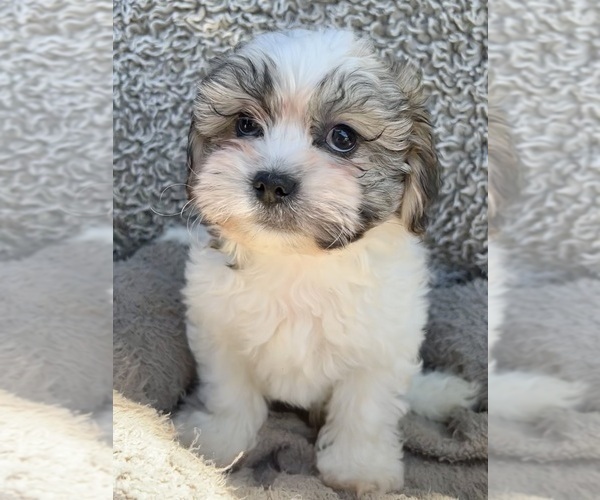 Medium Photo #6 Zuchon Puppy For Sale in RENO, NV, USA